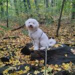 Berlin Dogwalker